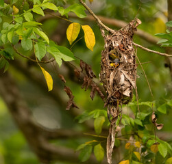 Poster - Shallow focus shot of olive-backed sunbird chicks in the nest on a tree with a blurred background