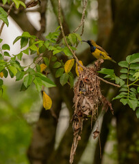 Poster - Shallow focus shot of an olive-backed sunbird perched on a twig watching over its chicks in the nest