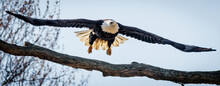 Big Eagle Flying Over The Tree Branch With Clear Sky In Background