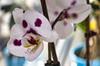 Weiße Orchidee mit violetten Flecken