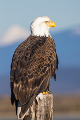 Canvas Print - vertical closeup of the bald eagle perched on the wooden pole against the blurred background