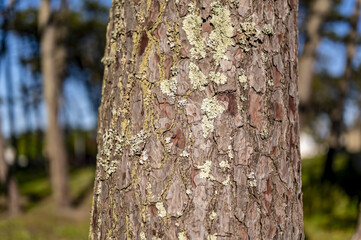 Closeup of tree bark in a green forest on a sunny day