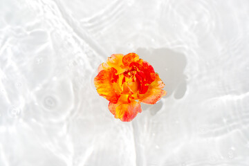 Wall Mural - Beautiful rose petals macro with drop floating on surface of the water close up.