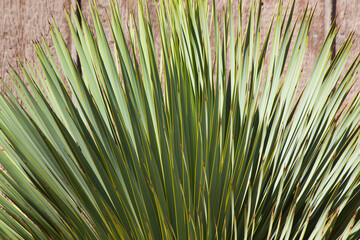 Wall Mural - Succulent in the desert sunshine