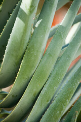 Wall Mural - Succulent in the desert sunshine