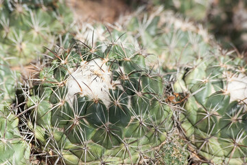 Wall Mural - Cactus outdoors in the desert