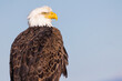 Closeup of the Bald eagle perched on the wooden pole against the blurred background