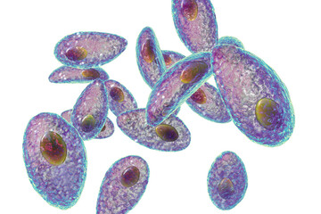 Wall Mural - Parasitic protozoans Toxoplasma gondii