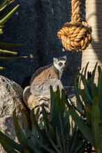 Lemur Sitting At Melbourne Zoo