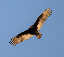 Low Angle Shot Of A Turkey Vulture Flying In A Blue Sky