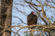 Wild Turkey Vulture Perched In A Tree