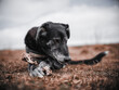 Black mongrel dog resting in a dry field