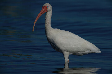 White ibis wading in water