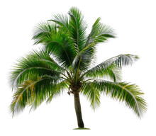 Beautiful Coconut Palm Tree Isolated On White Background. Suitable For Use In Architectural Design Or Decoration Work.