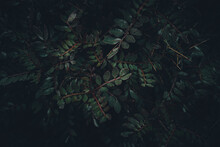 Closeup Shot Of Dark Wet Leaves On Bushes In A Forest