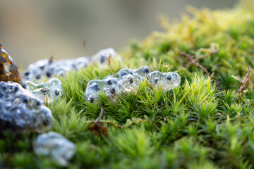 Closeup shot of a bunch of frog eggs on moss