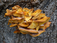Closeup Of The Scaly Golden Pholiota Aurivella Mushroom On The Tree