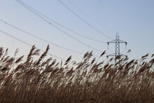 Shot Of Reed Grass Growing In The Field Against Electric Power Poles And Blue Sky In Bright Sunlight