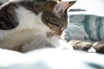 Canvas Print - Closeup photo of a cute cat indoors