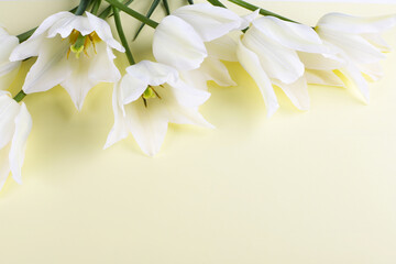  Spring delicate tulips on a white wooden background. Top view flower arrangement.