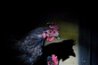 Close-up shot of an Australorp isolated on a dark background