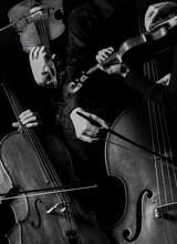 Vertical Shot Of Hands Playing Violins And Cellos In Grayscale