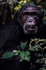 Poster - Vertical shot of a chimpanzee in a forest