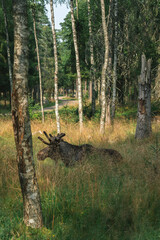 Sticker - elk in the wild in sweden