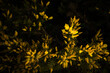 Top view of beautiful yellow gorse bushes in the dark