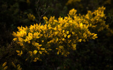 Beautiful Yellow Gorse Bushes In The Dark