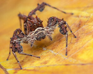Closeup of a jumping spider Portia walking on the yellow tree leaf