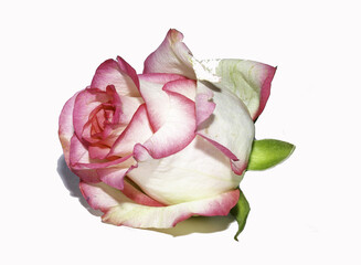 Poster - Closeup shot of a pink rose isolated on white background