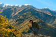 © yaroslav1986 - Young male tourist blogger is sitting on a slope with a mobile phone in his hands against the background of mountains on an autumn sunny day