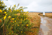 Closeup Of The Yellow Flowers On A Gorse Bush In Isle Of Arran, Scotland