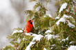 Closeup shot of a red cardinal on the tree in winter