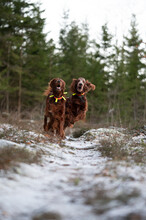 Selective Focus Shot Of Irish Setters Running In The Forest