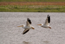 Australian Pelicans Flying Above The Water Surface. Pelecanus Conspicillatus.