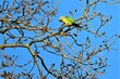 The rose-ringed parakeet, also known as the ring-necked parakeet, is a medium-sized parrot in the genus Psittacula, of the family Psittacidae. 