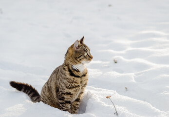 Sticker - Closeup shot of a Playful Tabby cat on a snow cover on a winter snowy day