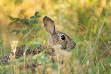 Wall Mural - Closeup shot of an adorable brown rabbit in a park