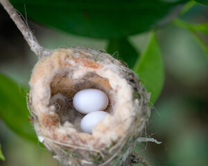 Shallow focus shot of two birds eggs in the nest on a tree branch in the garden during daytime