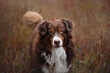 Beautiful australian shepherd dog, portrait outdoors
