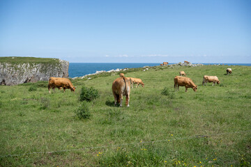 Wall Mural - Herd of cows on a hilly green meadow under a blue sky in sunlight in spring