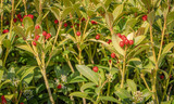 Czerwone jagody, zielone liście, krzew w ogrodzie.
