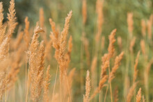 Golden Field Of Rye In Western China