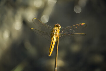 Canvas Print - Dragonfly on flower macro view. Dragonfly profile. Dragonfly mac