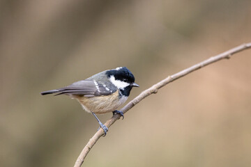 Selective focus of the small coal tit perching on the tree branch