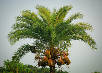 Dates on a palm tree in bangladesh