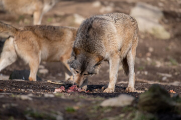 Sticker - Selective focus shot of wolves in Wildpark Bad Mergentheim, Germany