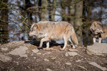 Canvas Print - Selective focus shot of wolves in Wildpark Bad Mergentheim, Germany